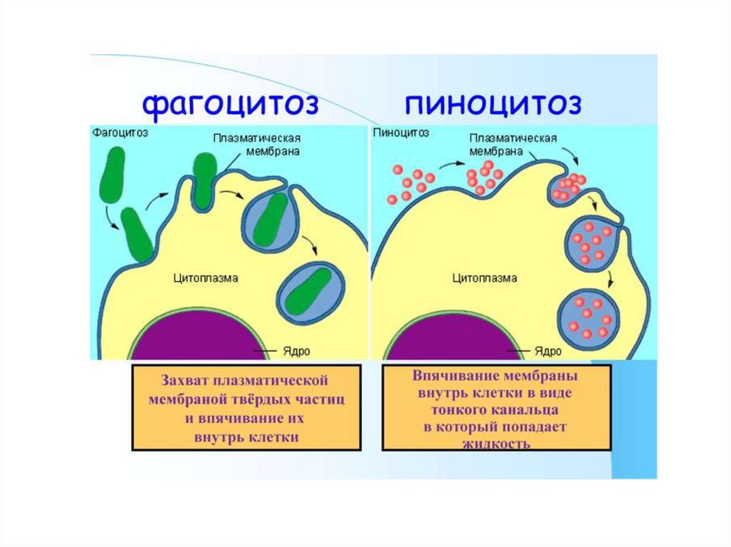 Клеточный фагоцитоз схема