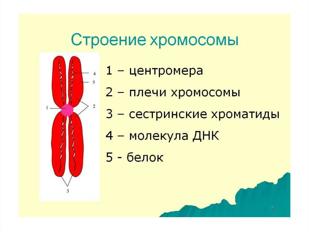 Общий план строения хромосомы