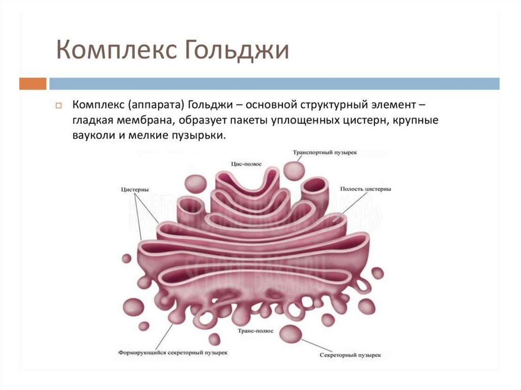 Изображенная на рисунке структура клетки обладающая полупроницаемостью представляет собой