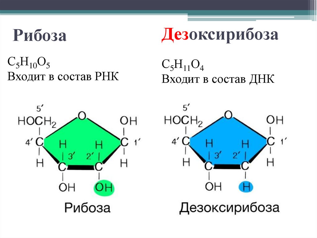 Рибоза класс соединений