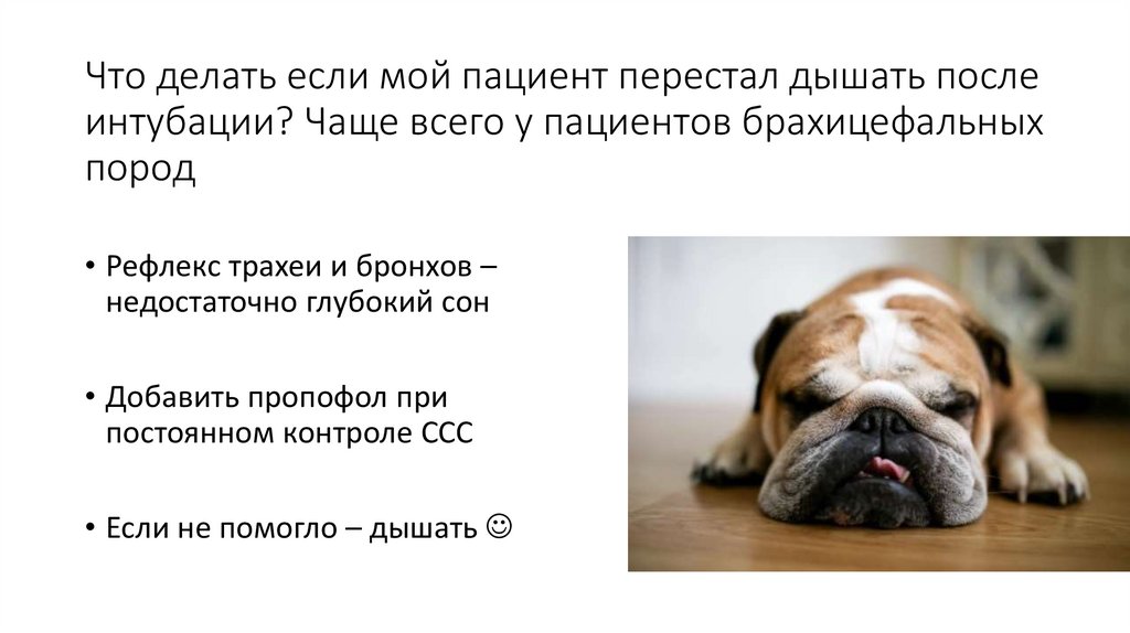 Что делать если мой пациент перестал дышать после интубации? Чаще всего у пациентов брахицефальных пород