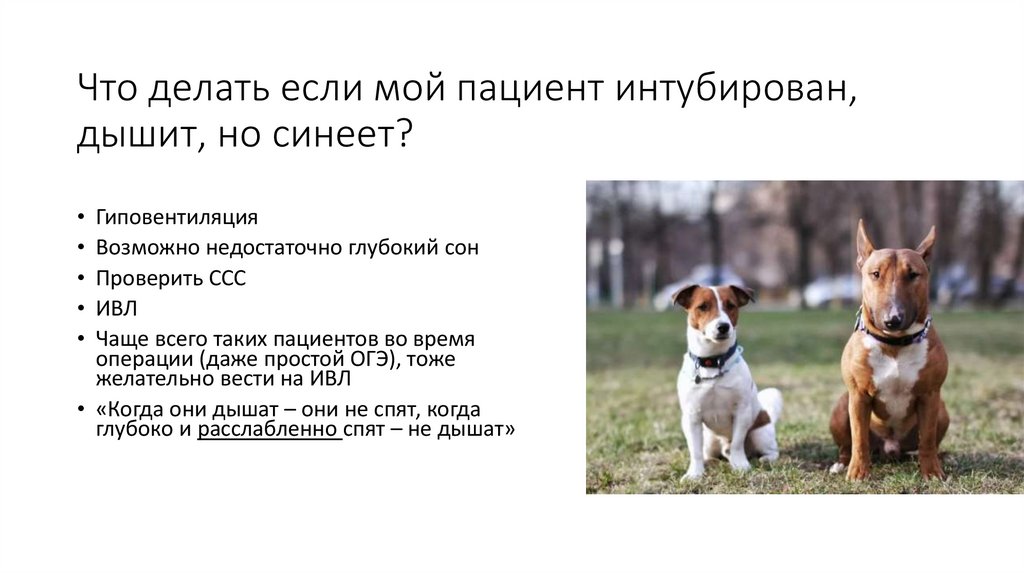 Что делать если мой пациент интубирован, дышит, но синеет?