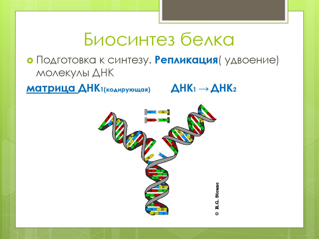 Белки матричных днк. Кодирующая ДНК. Задачи на Синтез белка. Транскрипция Биосинтез белка. Матрица ДНК.