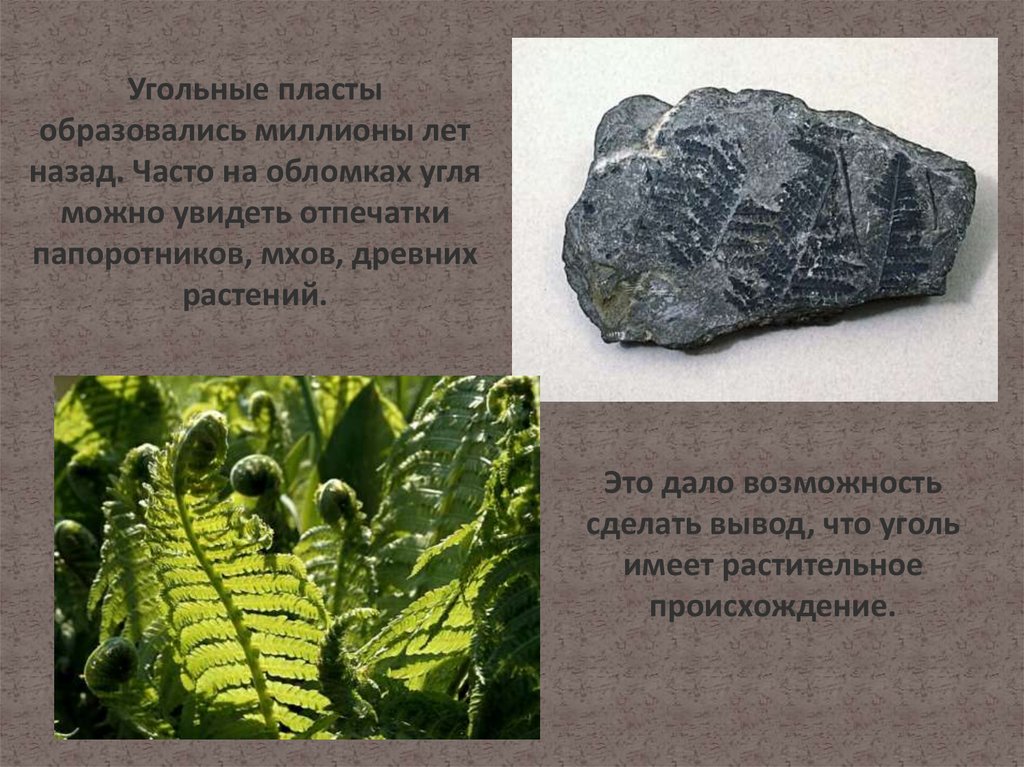 Образование каменного угля 5. Каменный уголь из чего образуется. Каменный уголь образовался из. Из чего появился каменный уголь. Отпечатки древних растений на пластах каменного угля.