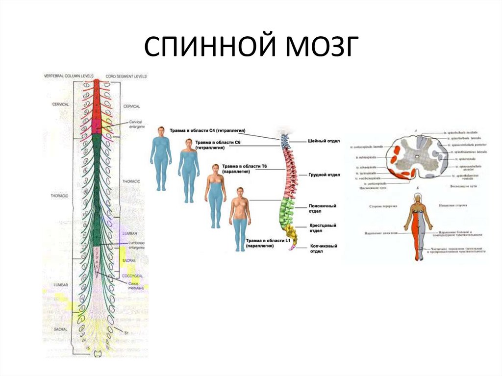 СПИННОЙ МОЗГ