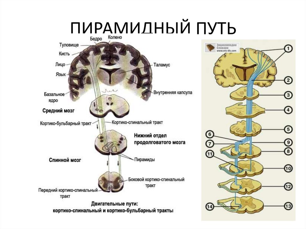 Пирамидные пути отделы