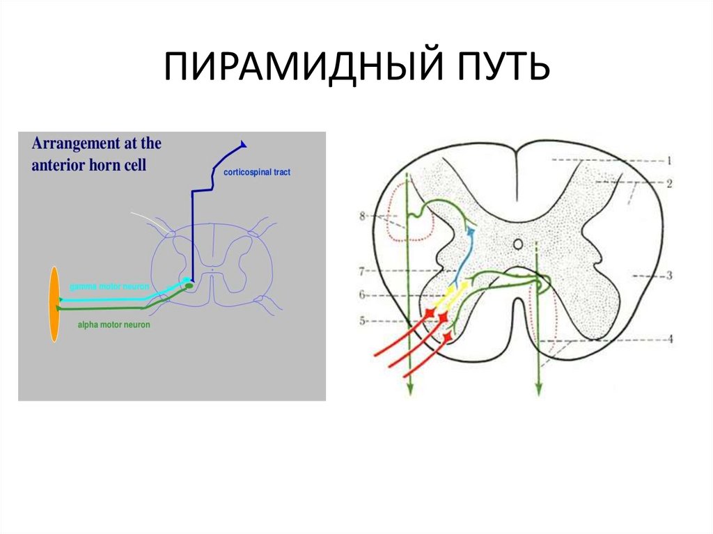 Нарушения произвольных движений и действий презентация