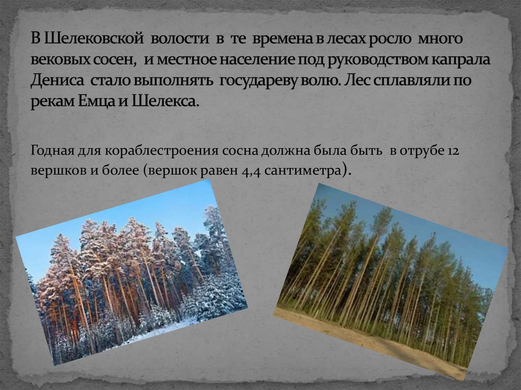 В Шелековской волости в те времена в лесах росло много вековых сосен, и местное население под руководством капрала Дениса стало