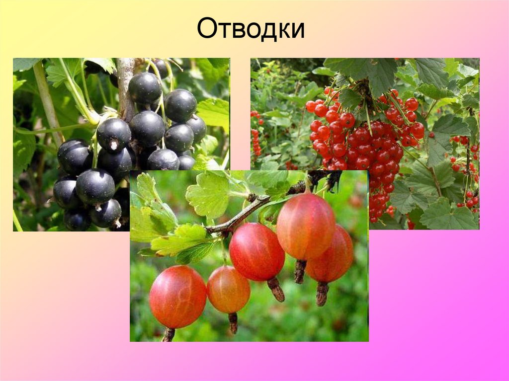 Отводки