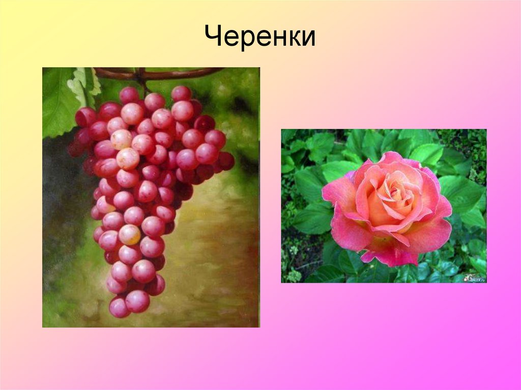 Черенки