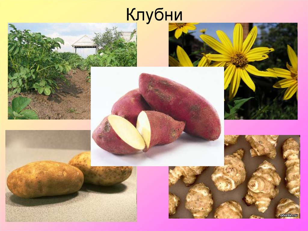 Клубни