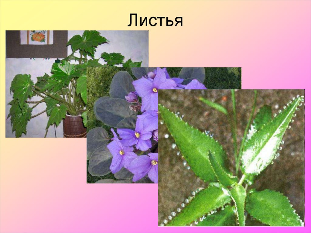 Листья