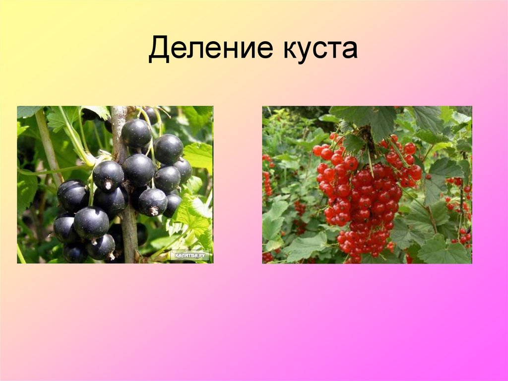 Деление куста