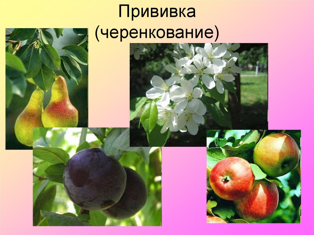 Прививка (черенкование)
