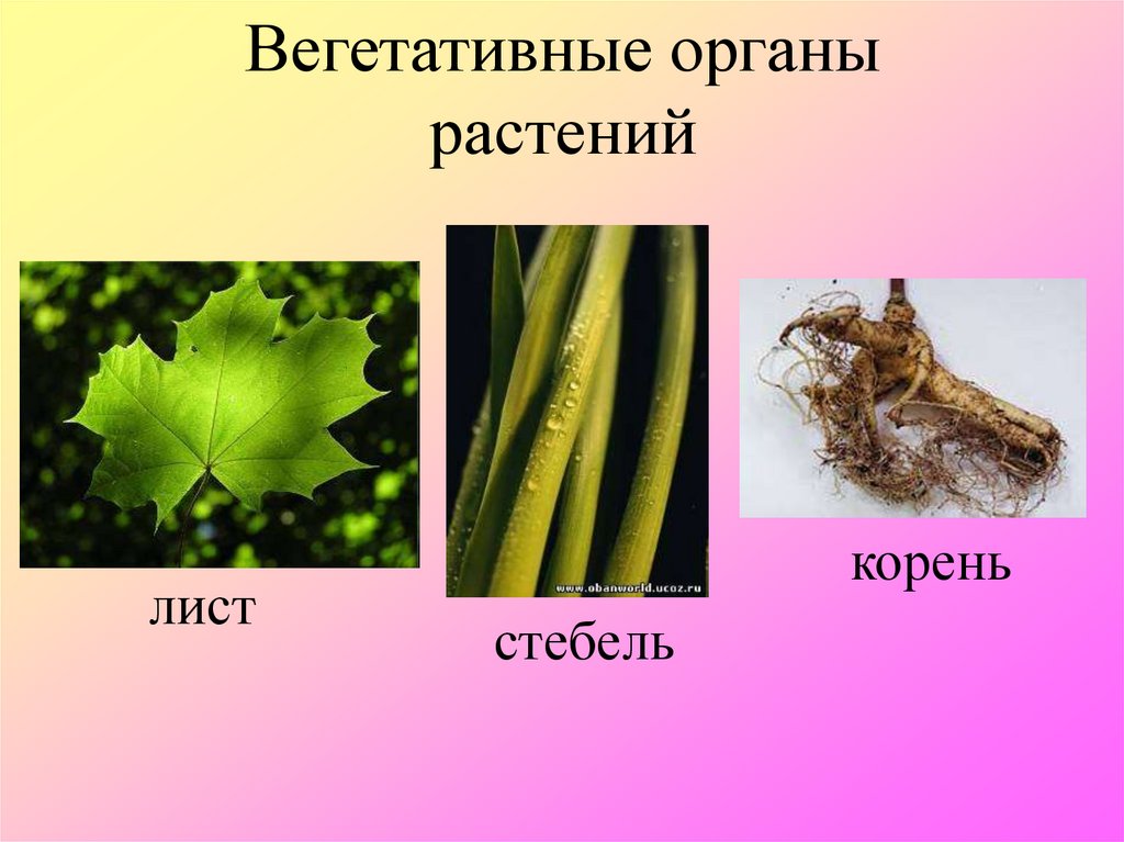 Вегетативные органы растений