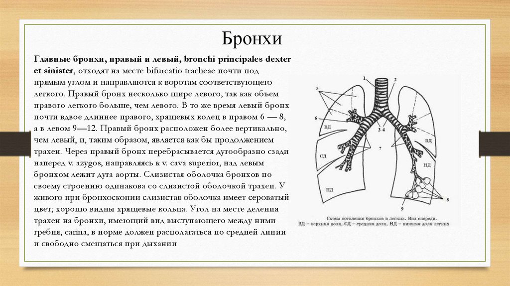 Бронхи легкие анатомия