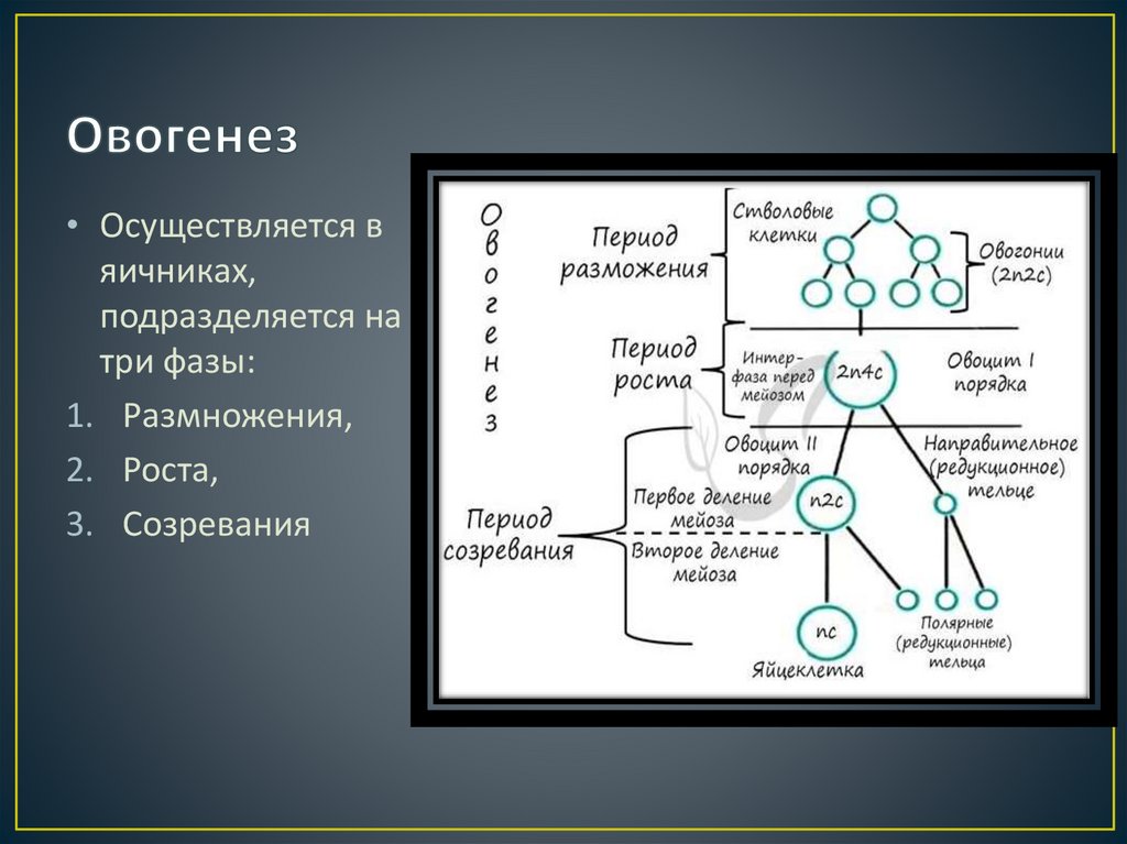 Гаметогенез. Характеристика периодов сперматогенеза.