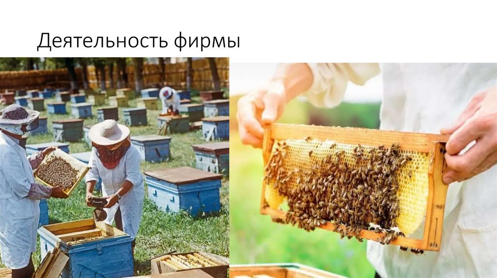Башкирская пчела - презентация онлайн
