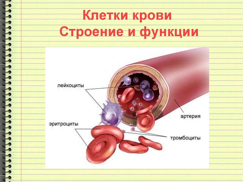 Какую функцию выполняют клетки крови изображенные на рисунке