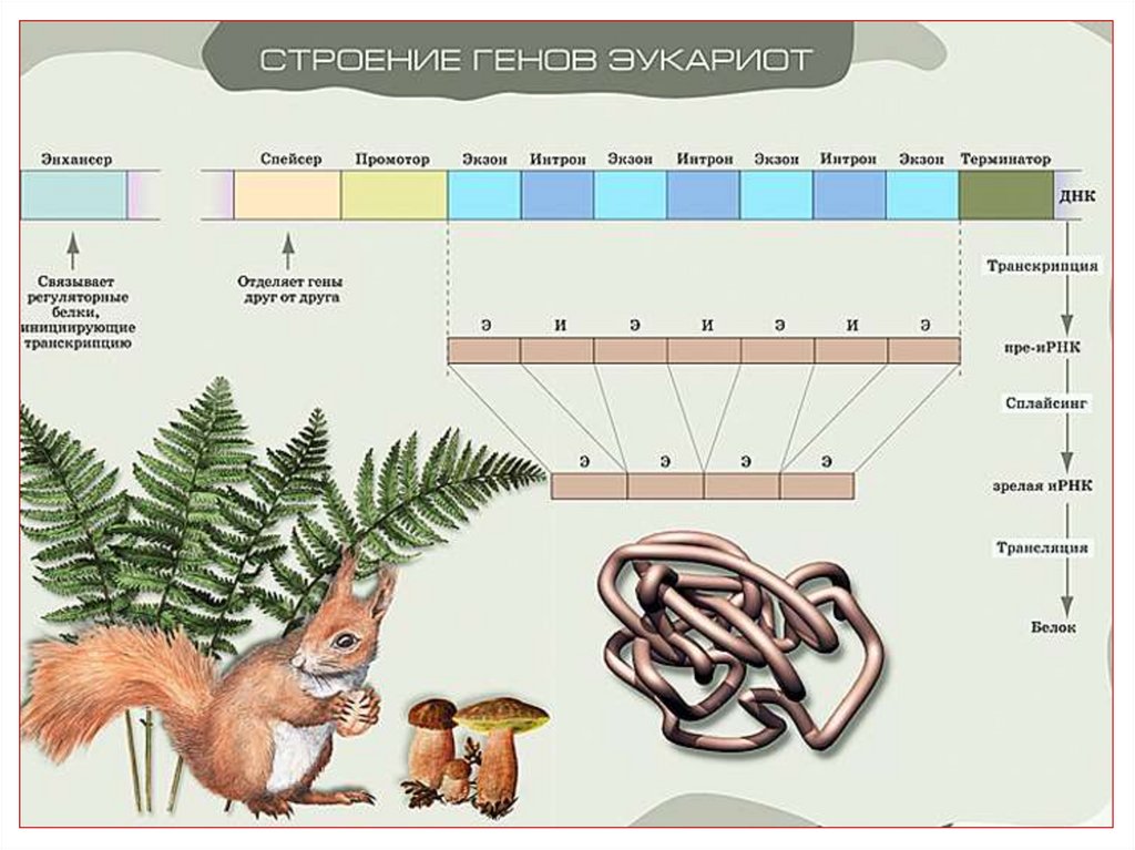 Биология что такое ген фен