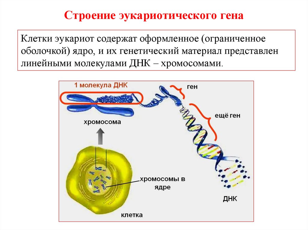 Изменение строения генов. Строение Гена прокариот. Строение Гена эукариот. Структура Гена прокариот. Ген структура Гена.