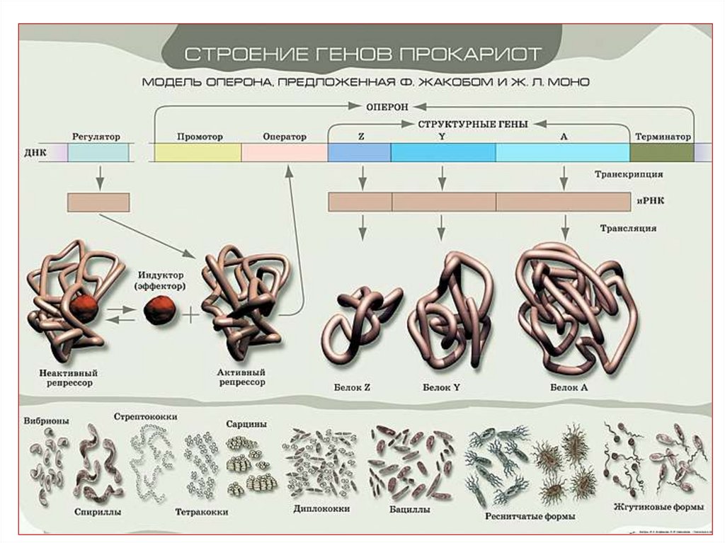 Геном прокариот презентация