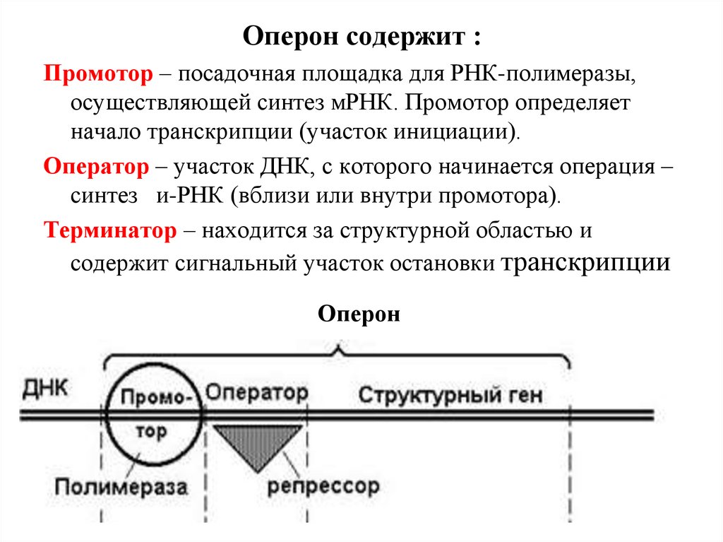 Строение гена эукариот и прокариот