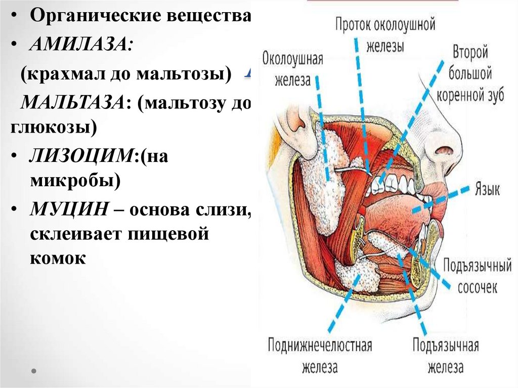 Ротовая полость физиология. Мальтаза. Мальтаза в слюне. Околоушная железа пищеварительной системы анатомия и физиология. Мальтаза вырабатывается в.