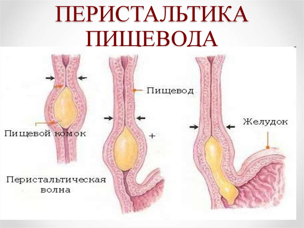 Перистальтика это. Перистальтика вялая. Перистальтика 8 класс. Перистальтика вялая что значит. Что такое перистальтика и ее причины.