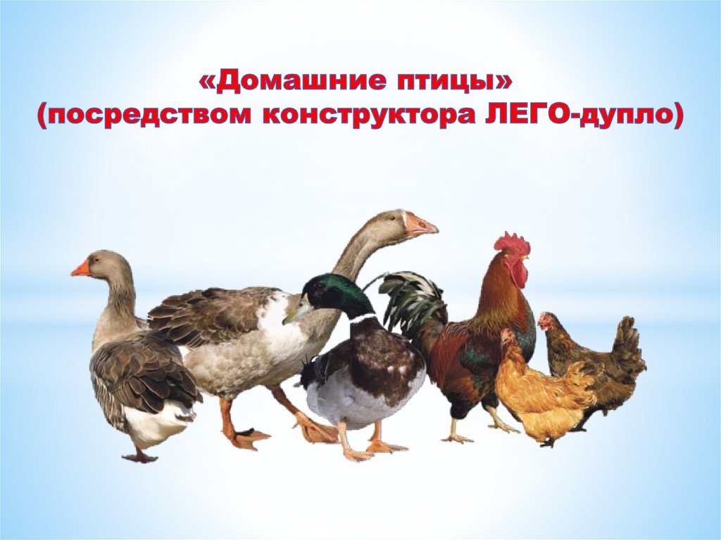 Домашние птицы (посредством конструктора ЛЕГО-дупло) - презентация онлайн