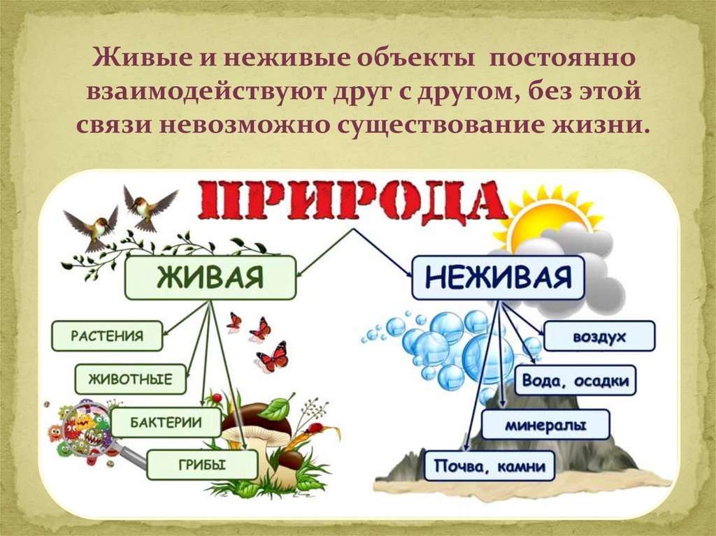 Наличие жизни. Природные сообщества. Состав природного сообщества. Что такое природное сообщество кратко.