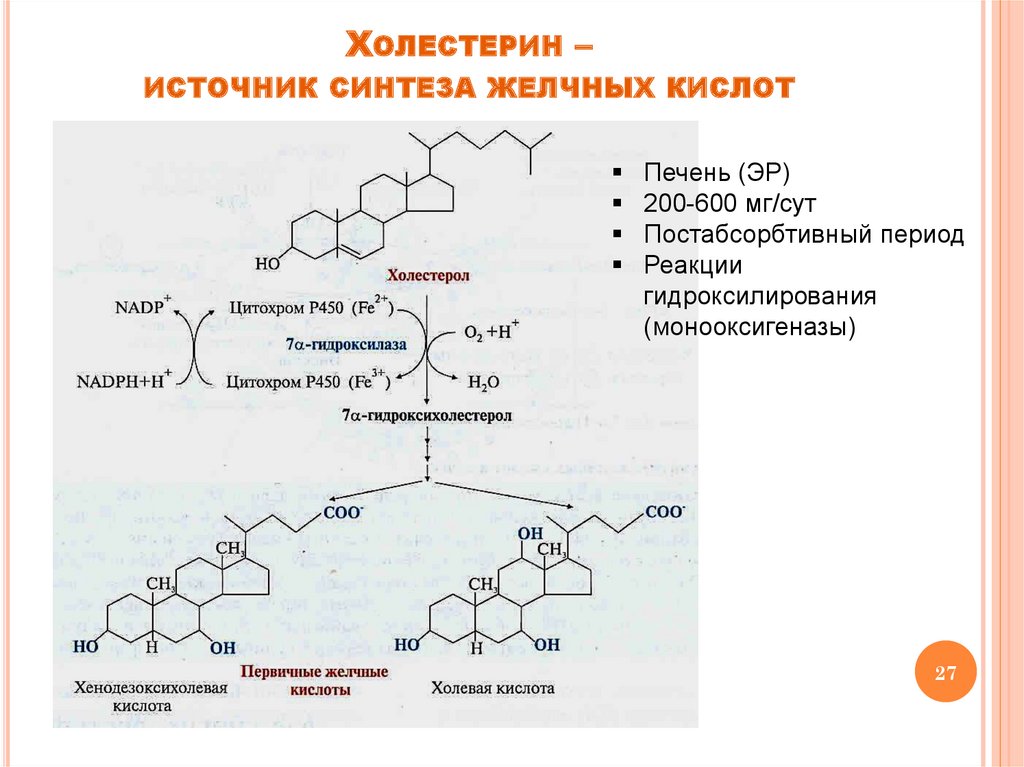 Синтез холестерина в печени. Реакции гидроксилирования желчных кислот. Синтез холестерина схема. Синтез желчных кислот из холестерола. Синтез желчных кислот биохимия реакции.