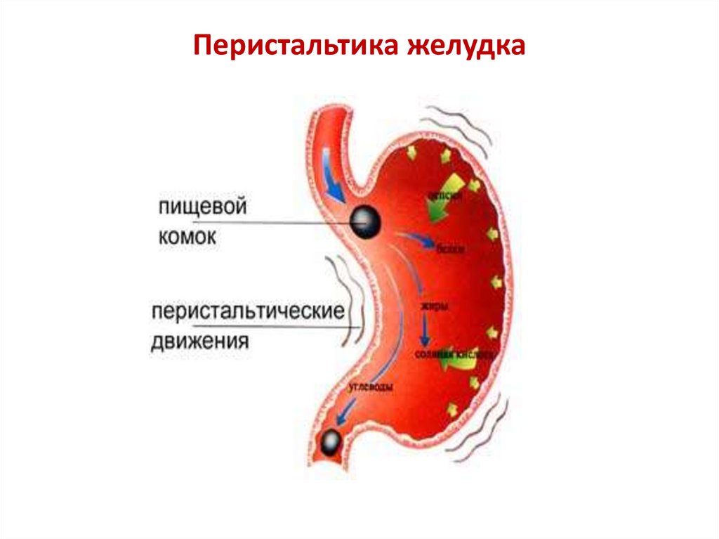 Клапан пищевода и желудка