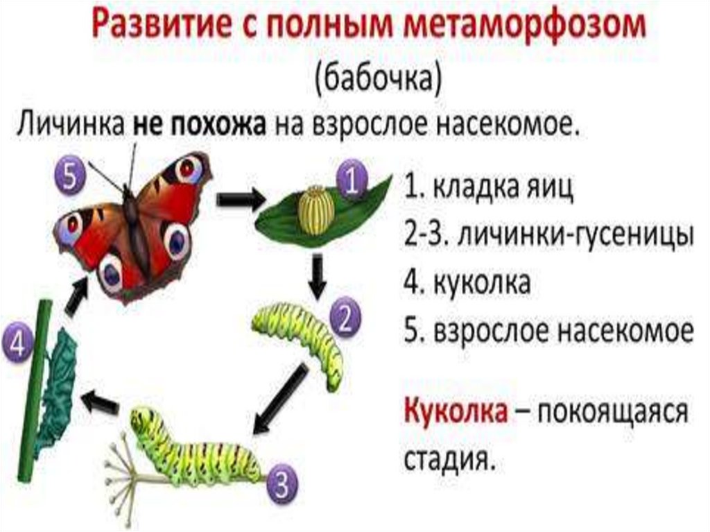 В чем преимущество развития с метаморфозом. Цикл развития насекомых с полным превращением. Цикл развития бабочки схема. Развитие бабочки с полным превращением. Развитие с полным метаморфозом бабочка.
