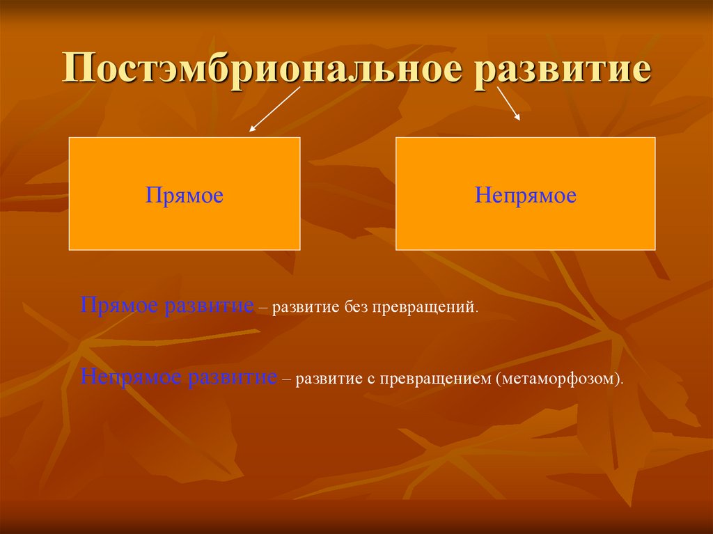 Постэмбриональное развитие. Постэмбриональное развитие делится. Развитие делится на. Постэмбриональное развитие прямое и Непрямое 7 класс.