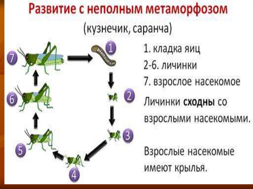 Развитие с превращением у животных презентация 10 класс