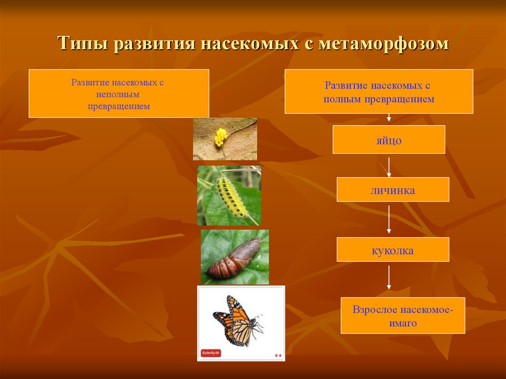 В чем преимущество развития с метаморфозом. Тип развития насекомых с полным и неполным превращением. Основные стадии жизненного цикла насекомых с неполным превращением. Неполный цикл развития насекомых. Схема развития насекомых с неполным превращением.