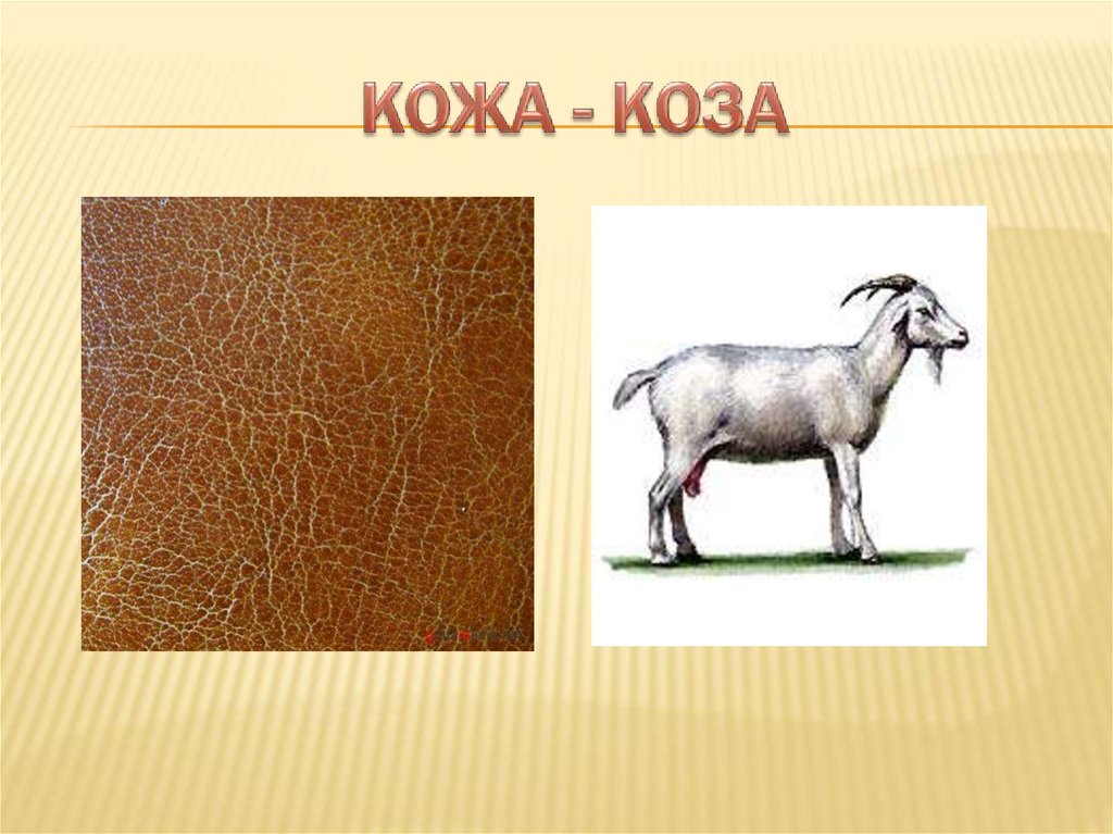 КОЖА - КОЗА