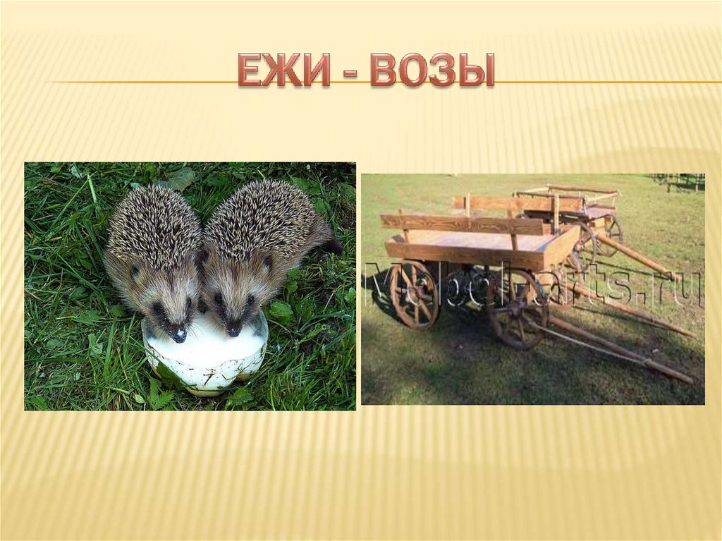 ЕЖИ - ВОЗЫ