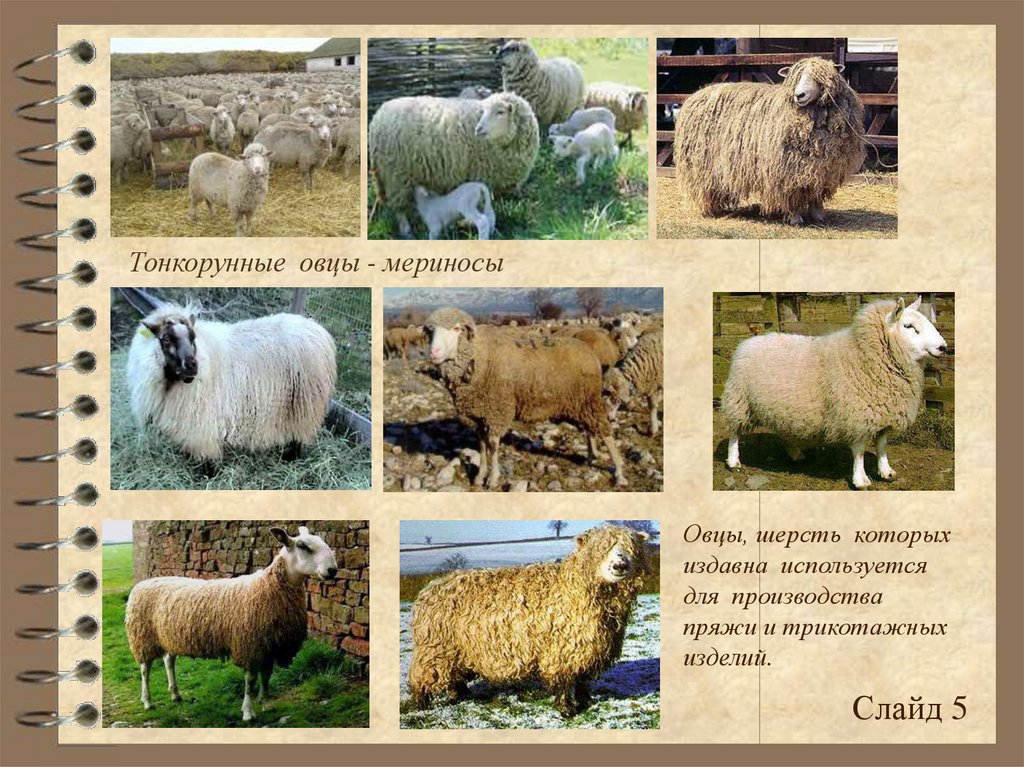 Цвет шерсти овец