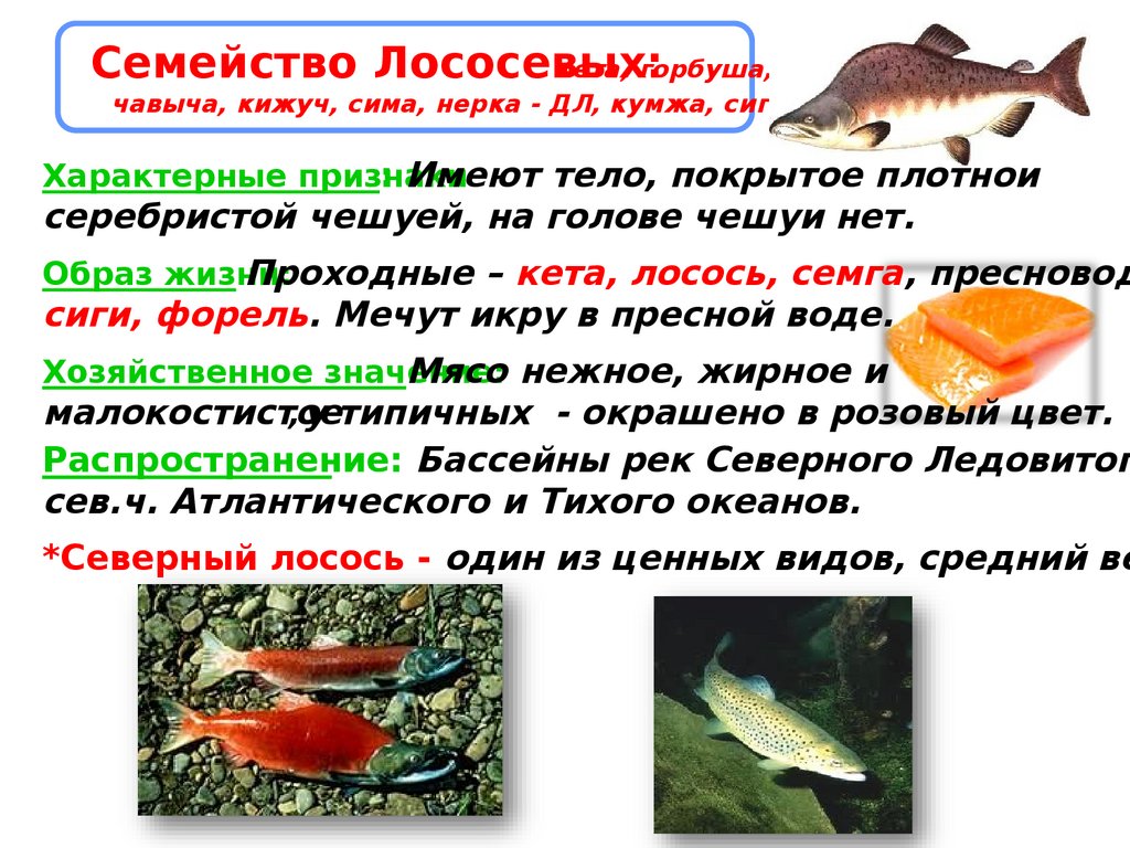 Почему численность промысловых рыб. Классификация промысловых рыб. Систематика рыб. Классификация рыбы в кулинарии. Балычные изделия из рыбы.
