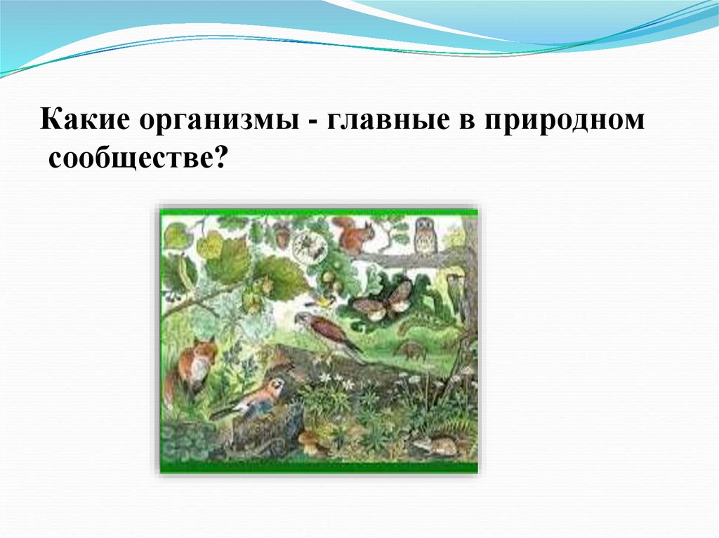 Растения выполняют в природном сообществе. Природные сообщества России. Природные сообщества растений. Положение в природных сообществах это что. Природное сообщество море.