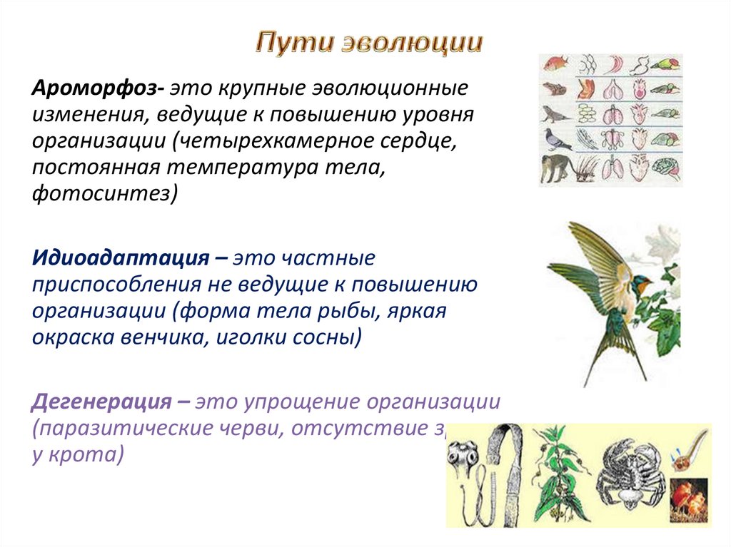 Эволюционные изменения птиц. Ароморфозы на ранних этапах эволюции. Ароморфозы эволюционные изменения. Ароморфозы в эволюции животных. Ароморфоз это в биологии.