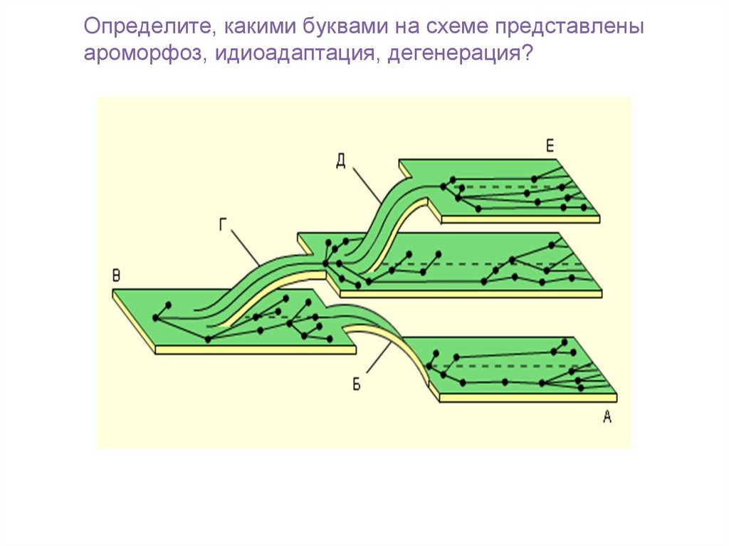 Таблица пути эволюции ароморфоз. Ароморфоз идиоадаптация дегенерация ЕГЭ. Ароморфоз идиоадаптация дегенерация. Схема ароморфоза идиоадаптации и дегенерации. Схема соотношений между ароморфозом идиоадаптацией и дегенерацией.