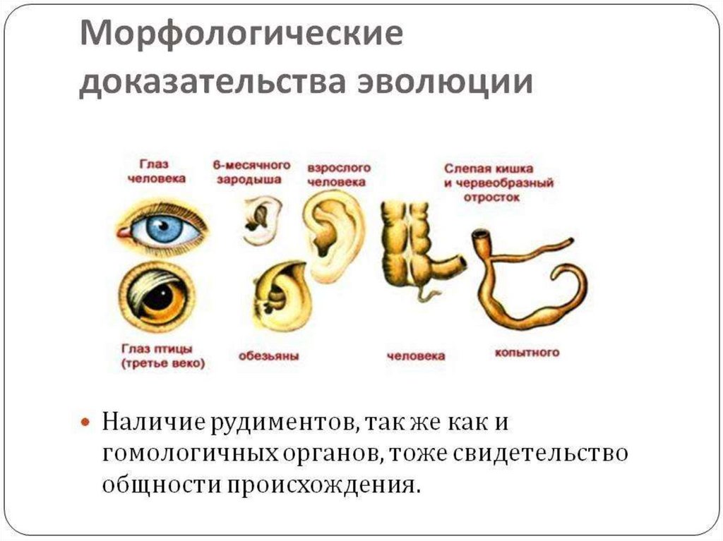 Особенность атавизмов отличающая их от рудиментов. Доказательства эволюции эмбриологические доказательства. Морфологические доказательства эволюции таблица. Морфологические и эмбриологические свидетельства эволюции 11 класс. Таблица доказательства эволюции эмбриологические морфологические.