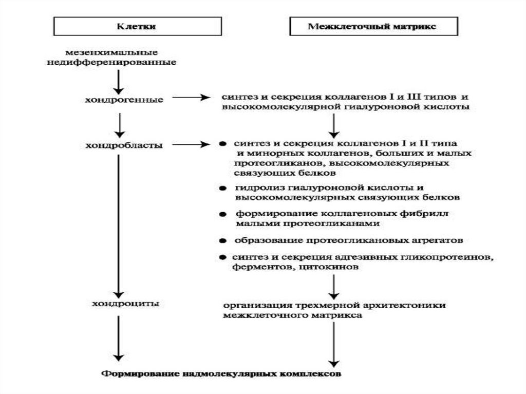 Схема синтеза протеогликанов