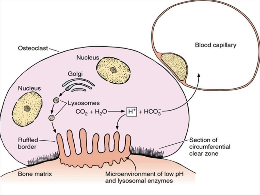 Схема строение остеокласта