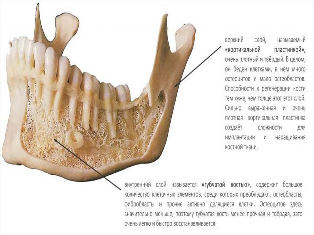 Хрящевые кости. Губчатая кость челюсти. Кортикальная кость челюсти. Хрящевая пластинка.