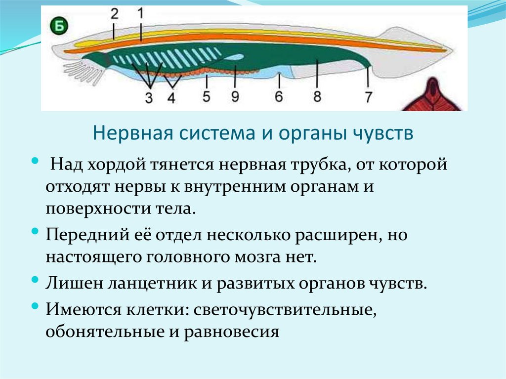 У ланцетника хорда сохраняется в течение. Функции нервной системы ланцетника. Нервная система ланцетника. Тип нервной системы у ланцетника. Нервная система ланцетника 7 класс.