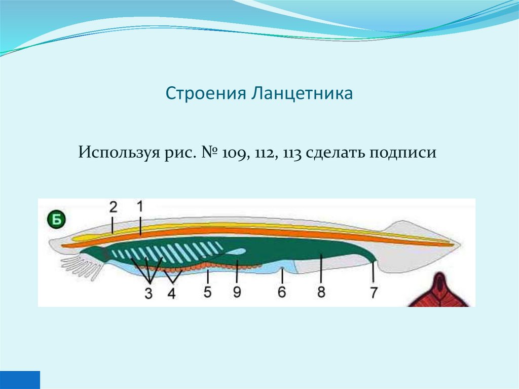 Форма тела ланцетника. Внешнее и внутреннее строение ланцетника таблица. Схема внутреннего строения ланцетника рис 108. Строение ланцетника шпаргалка. Тип Бесчерепные класс Ланцетники.